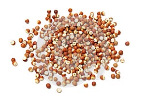 Euryale ferox on white background