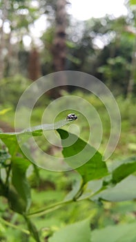 Euryattus bleekeri, known as Bleeker\'s jumping spider, is a species of spider in the family Salticidae photo