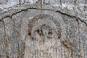 Eurybrachyid nymph. Planthopper on a palm tree trunk. Eurybrachy