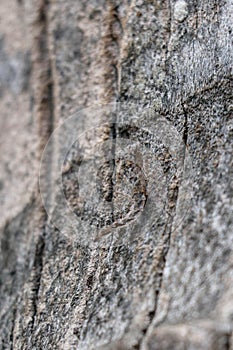 Eurybrachyid nymph. Planthopper on a palm tree trunk. Eurybrachy