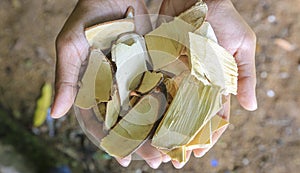 Eurycoma Longifolia Jack commonly known as Tongkat Ali