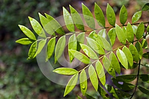 Eurycoma Longifolia Jack commonly known as Tongkat Ali photo