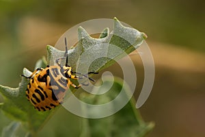 Painted bug Eurydema dominulus looking for prey on summer plants in Romania