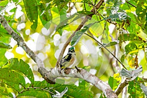 Eurylaimus ochromalus (black-and-yellow broadbill) bird on the tree at Gunung Mulu national park