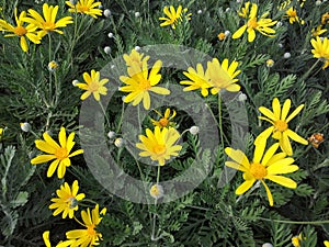 Euryops pectinatus photo