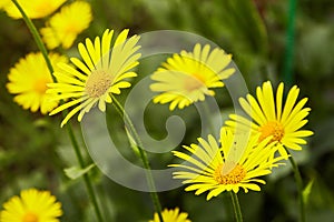 Euryops pectinatus. Yellow flower blooming photo