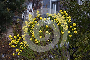 Euryops virgineus `Golden clacker`flowers