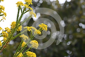 Euryops virgineus `Golden clacker`flowers