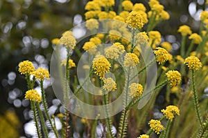 Euryops virgineus `Golden clacker`flowers