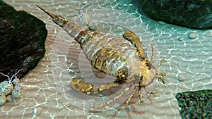 Eurypterid Exploring Seafloor (Sea Scorpion) photo