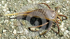 Eurypterid Kokomopterus On A Pebble Beach
