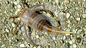 Eurypterid Kokomopterus On A Pebble Beach