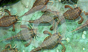 Eurypterids Gathering on a Silurian Seafloor