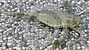 Eurypterus On A Pebble Beach