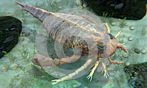 Eurypterus Remipes Illustration