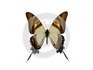 Eurytides serville isolated on white