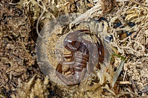 Euscorpius aquilejensis