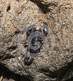 Euscorpius carpathicus