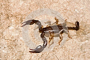 Euscorpius italicus