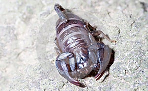 Euscorpius italicus heats up in the sun on a rock