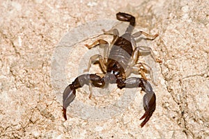 Euscorpius italicus portrait