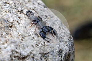 Euscorpius italicus sitting on stone