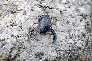 Euscorpius italicus sitting on stone