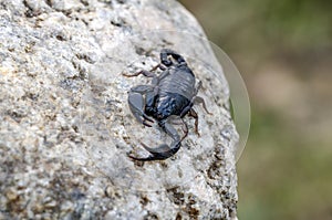 Euscorpius italicus sitting on stone