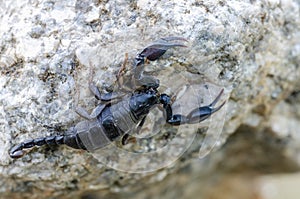 Euscorpius italicus sitting on stone