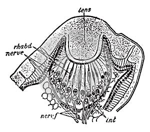 Euscorpius Italicus, vintage illustration