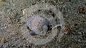 Euselenops luniceps or MoonHeaded Sidegill Slug