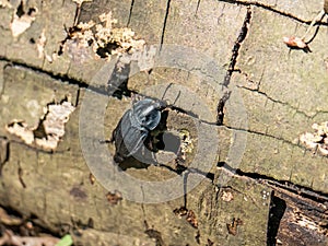 Eusilpha japonica on a dead log