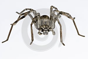 Eusparassus dufouri - Sparassidae. Spider isolated on a white background