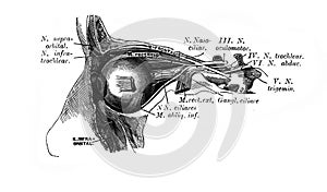 Eustachian tube in the old book D`Anatomie Chirurgicale, by B. Anger, 1869, Paris