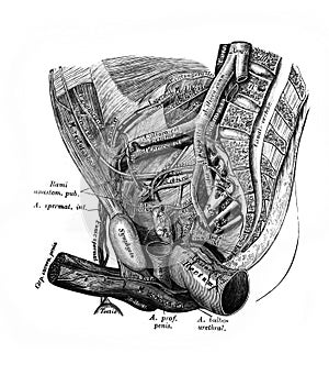 Eustachian tube in the old book D`Anatomie Chirurgicale, by B. Anger, 1869, Paris