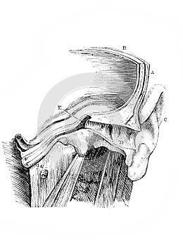 Eustachian tube in the old book D`Anatomie Chirurgicale, by B. Anger, 1869, Paris