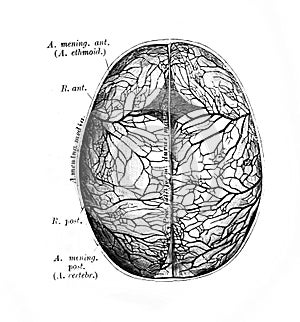 Eustachian tube in the old book D`Anatomie Chirurgicale, by B. Anger, 1869, Paris photo