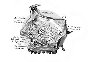 Eustachian tube in the old book D`Anatomie Chirurgicale, by B. Anger, 1869, Paris photo