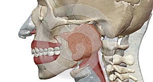 The Eustachian tube is a tube that connects the nasopharynx to the middle ear