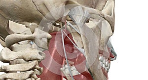 The Eustachian tube is a tube that connects the nasopharynx to the middle ear