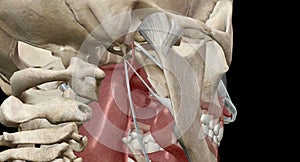 The Eustachian tube is a tube that connects the nasopharynx to the middle ear