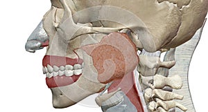 The Eustachian tube is a tube that connects the nasopharynx to the middle ear photo