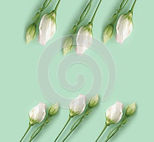 Eustoma beauty  arrangement  comp romantic  on a colored background vintage romance template holiday anniversary decoration spring