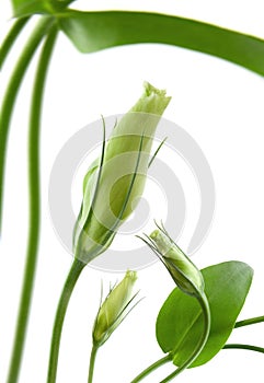 Eustoma flower photo