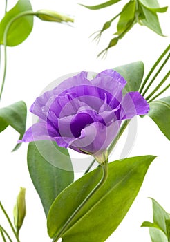 Eustoma flower photo