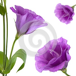 Eustoma flower photo