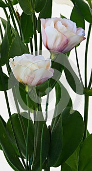 Eustoma flower growing on a white background