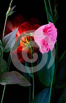 Eustoma flower grows on a black background