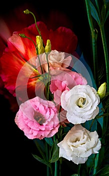 Eustoma flower grows on a black background