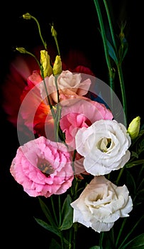 Eustoma flower grows on a black background